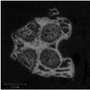 MicroCT Fig3