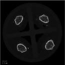 microCT Fig4