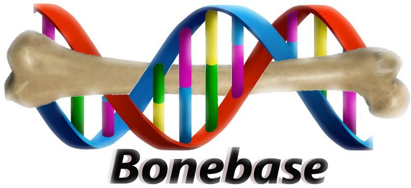 Bonebase Logo